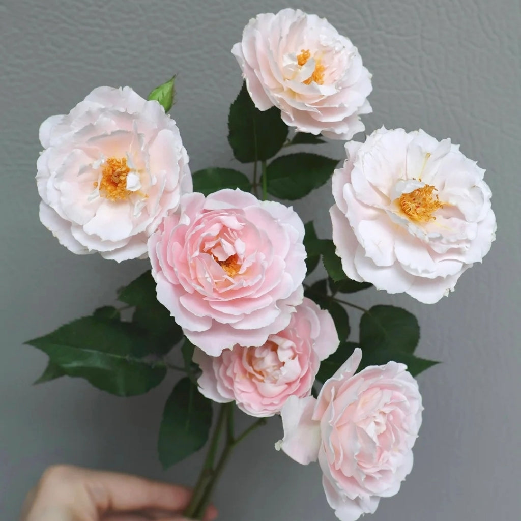 Cefiro Rose