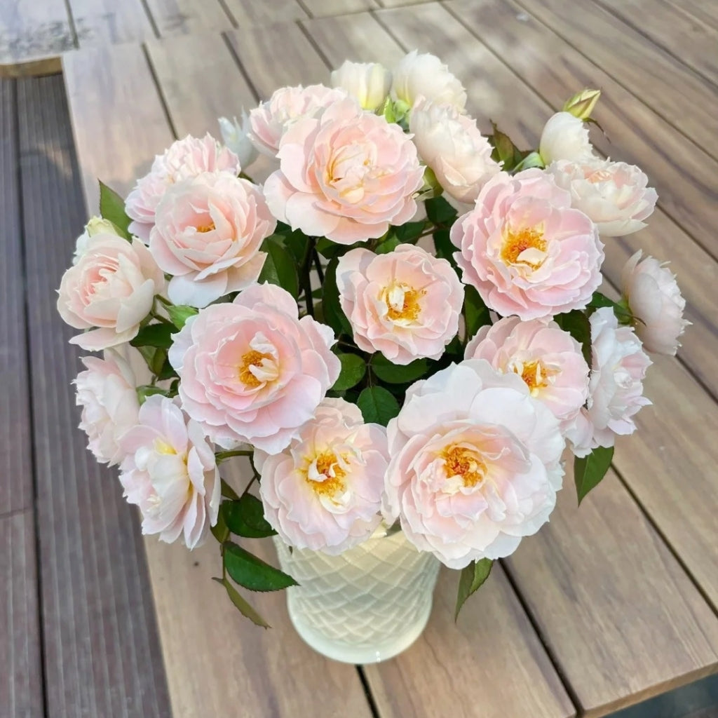 Cefiro Rose