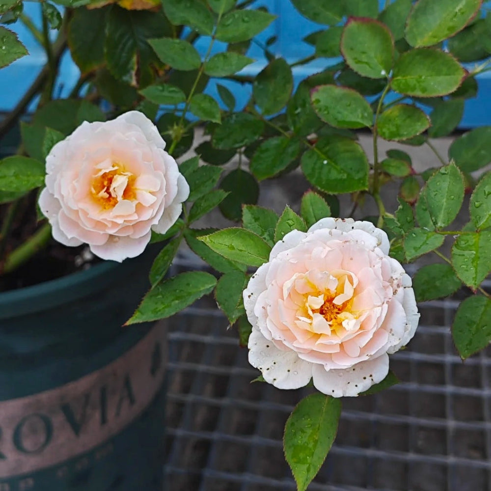 Cefiro Rose