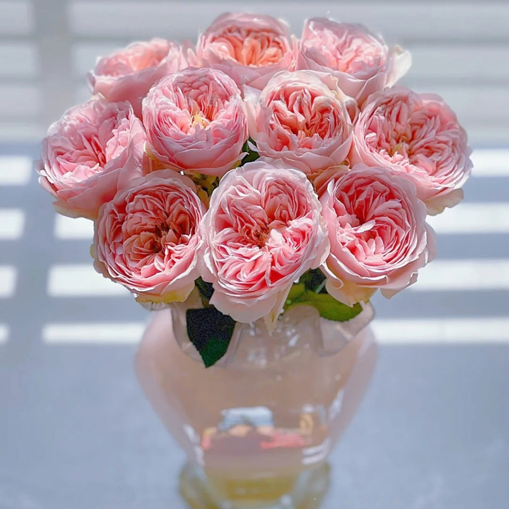 Celebretini Rose