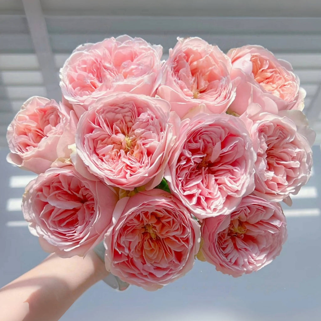 Celebretini Rose