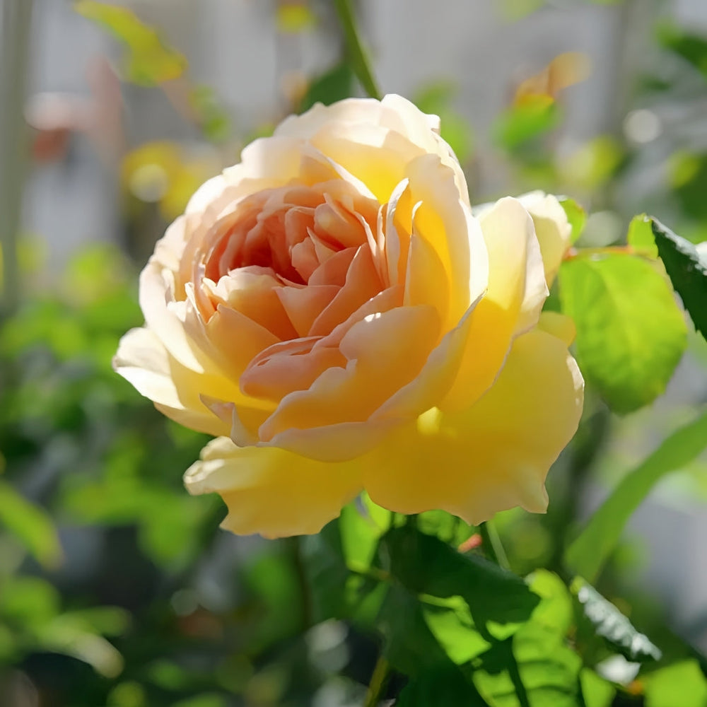 Cephalaria Rose