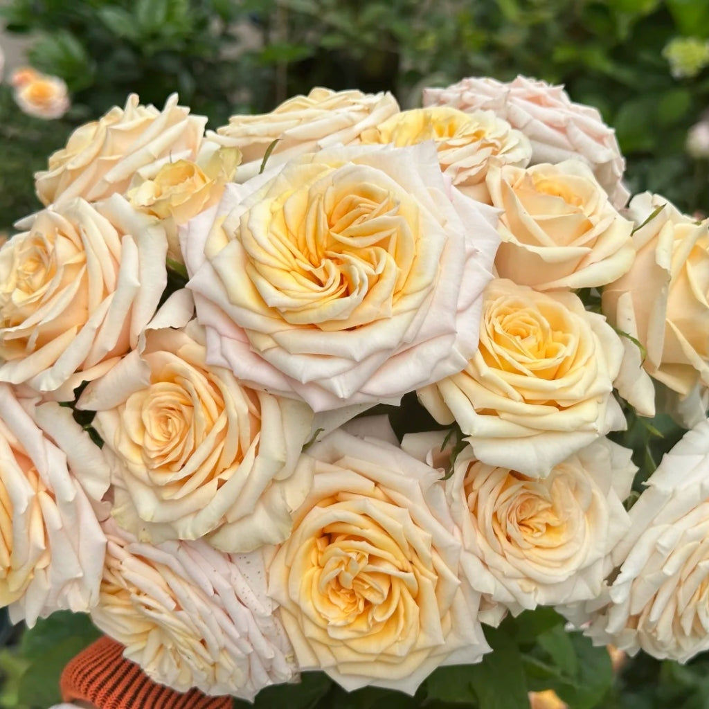 Chablis Rose