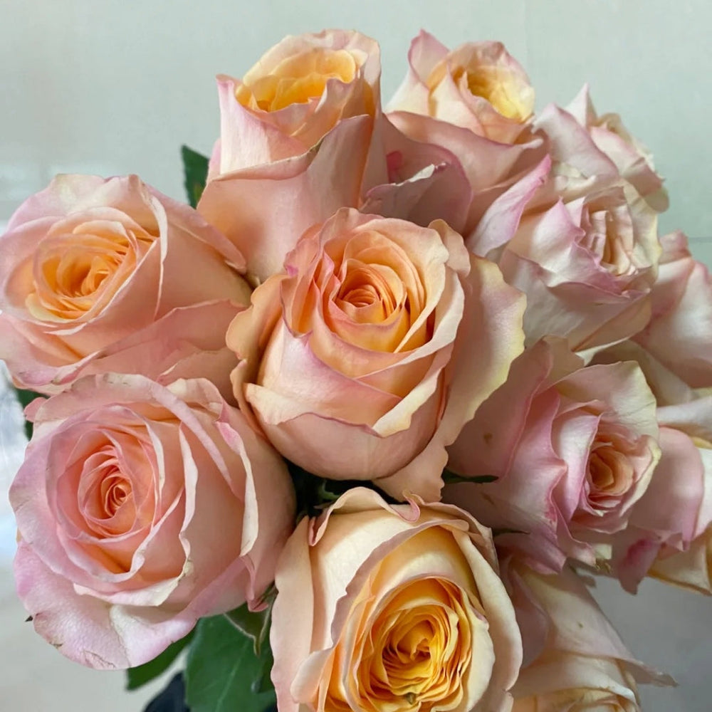 Chablis Rose