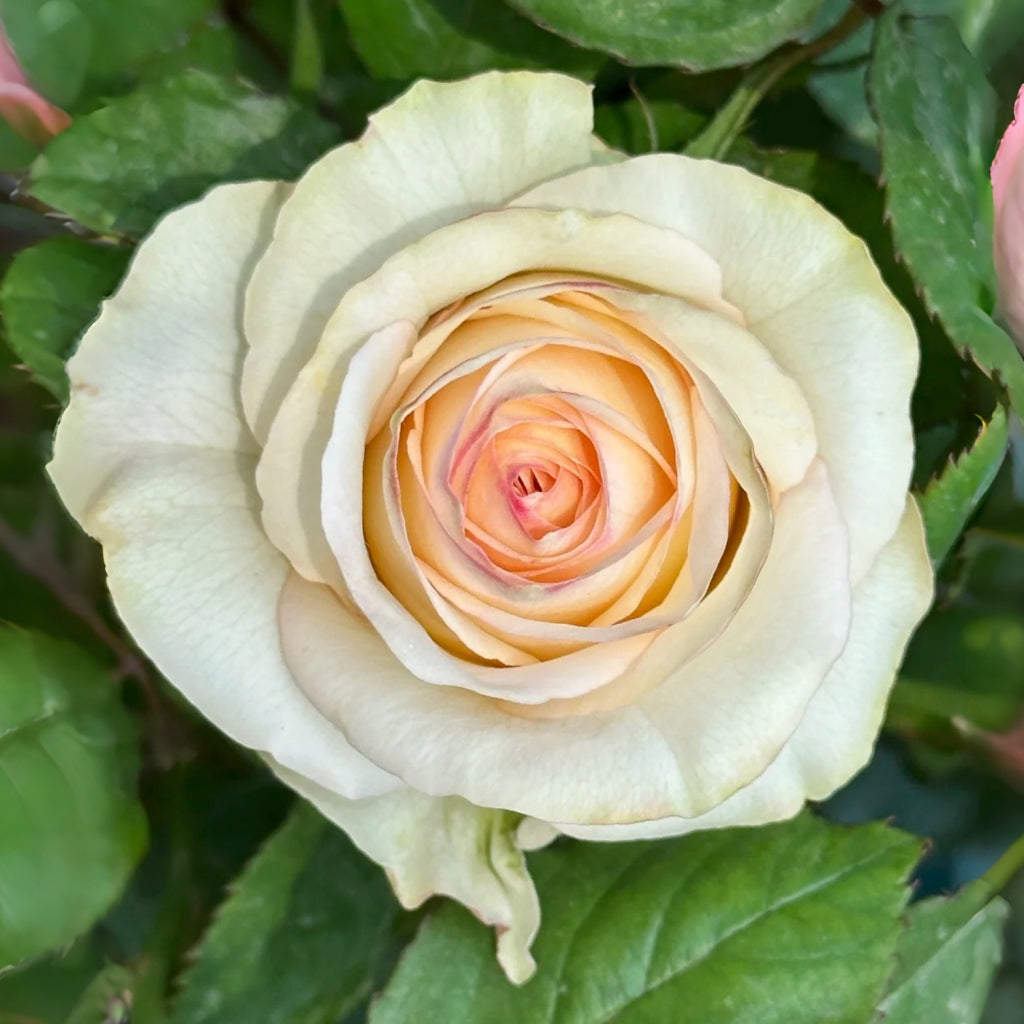 Chablis Rose