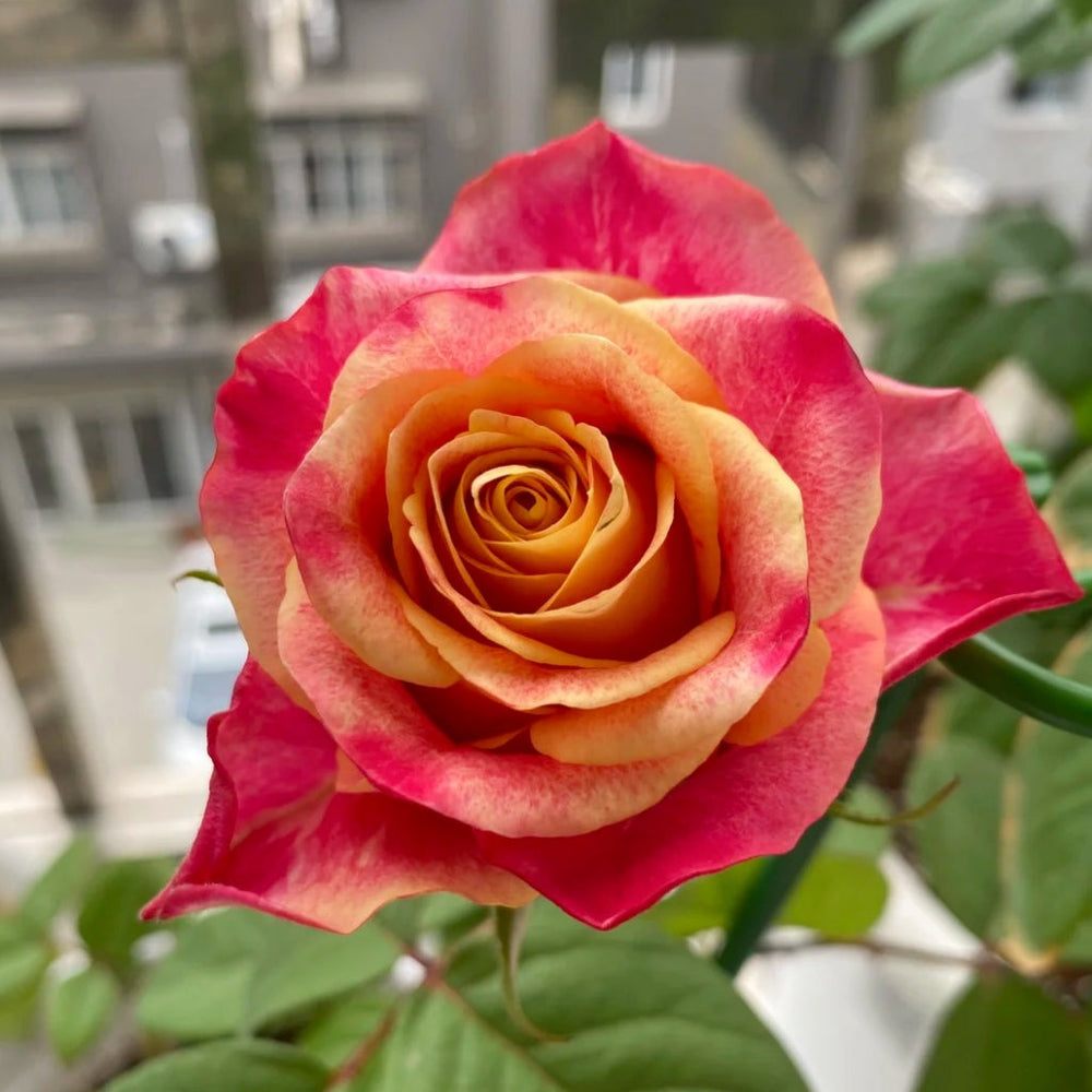 Chapeau Rose