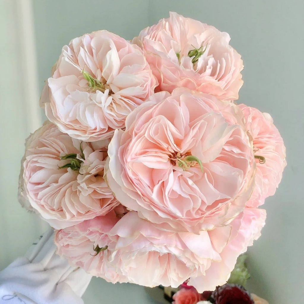 Charity Rose
