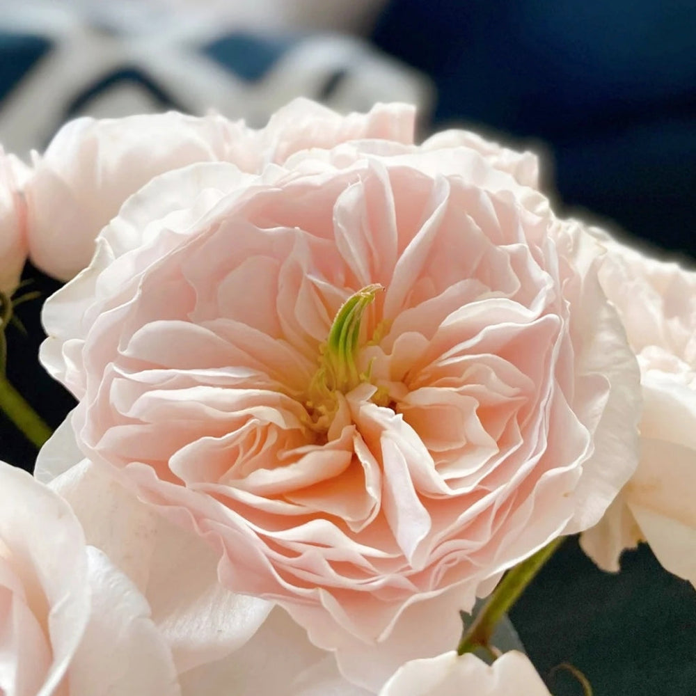 Charity Rose