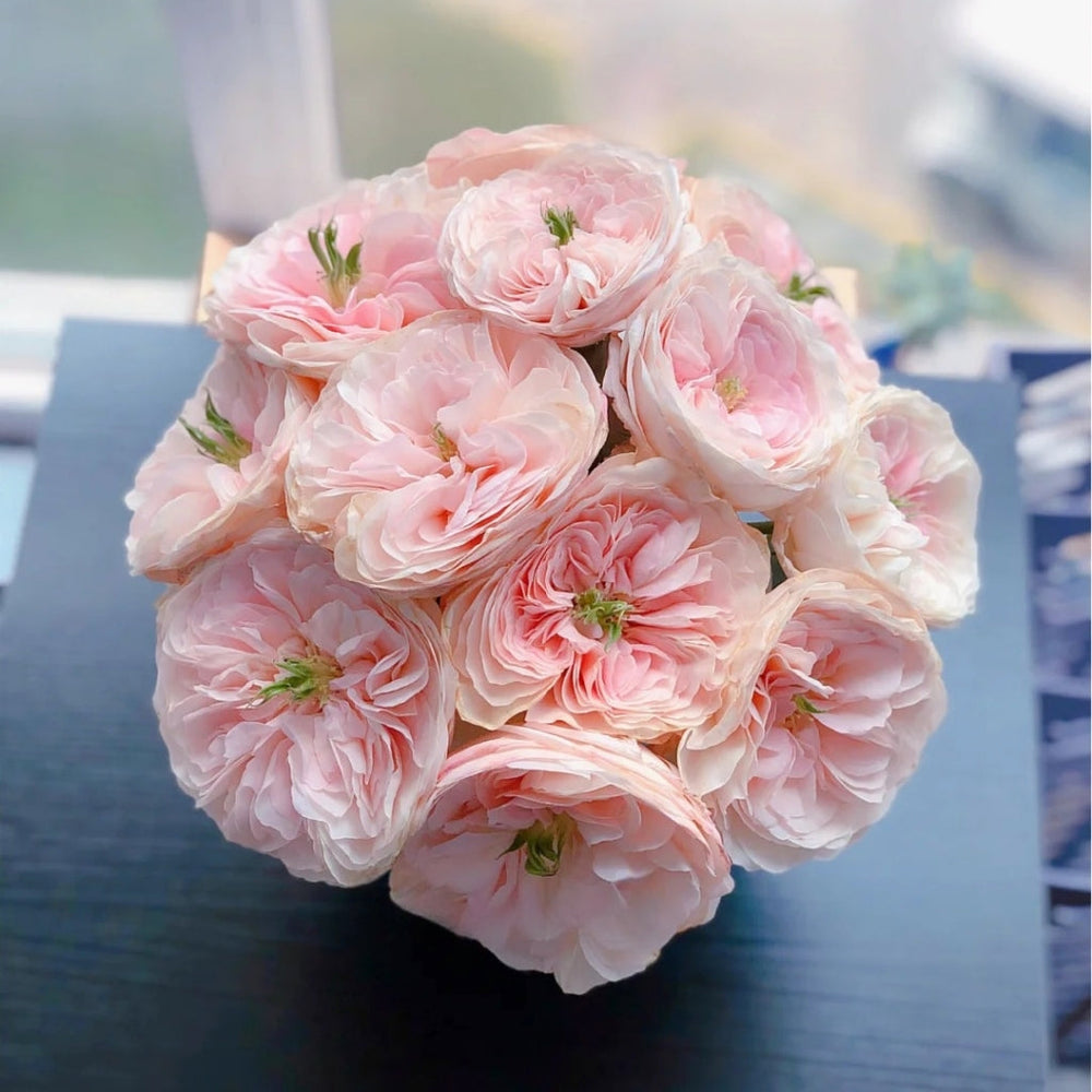 Charity Rose