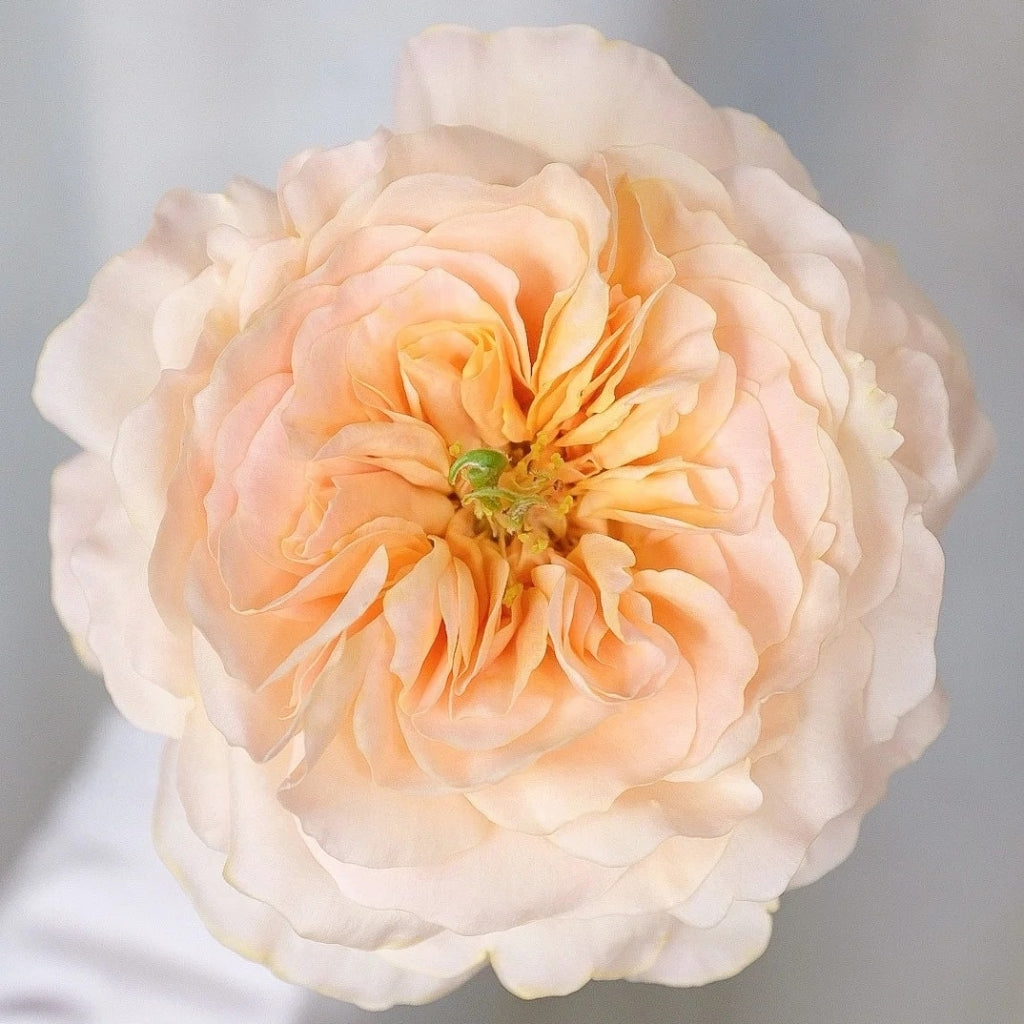 Charity Rose