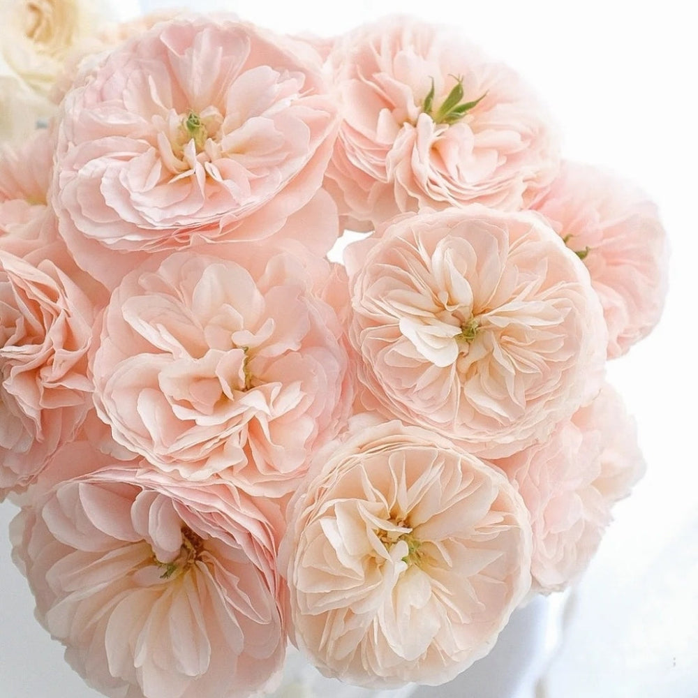 Charity Rose