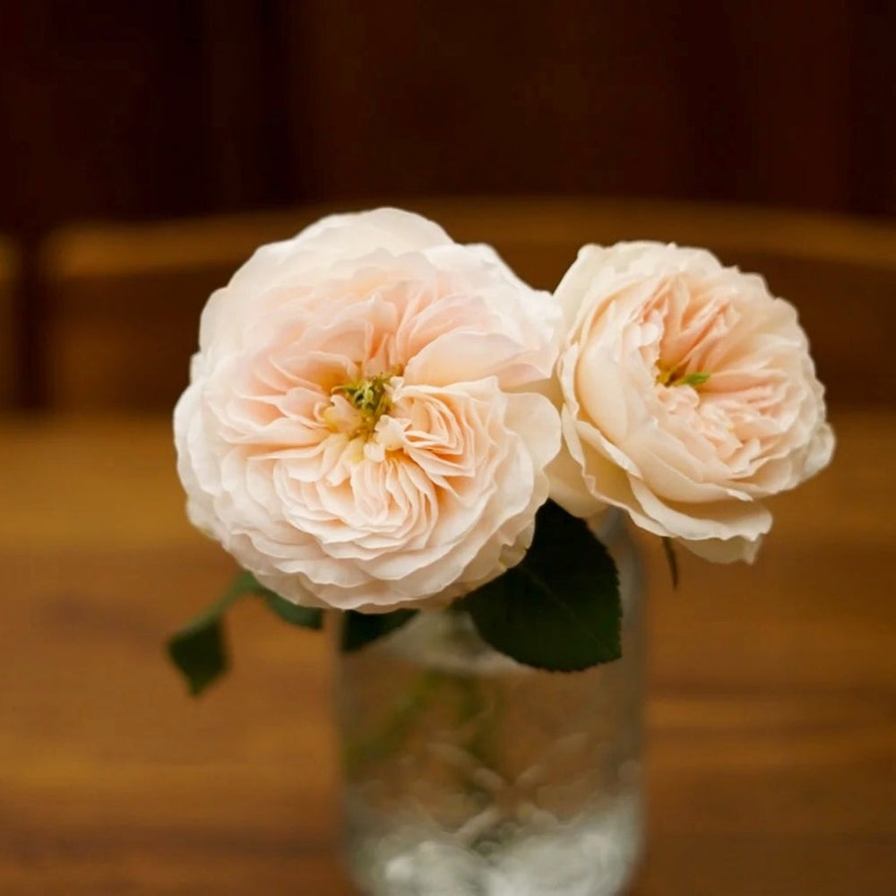 Charity Rose