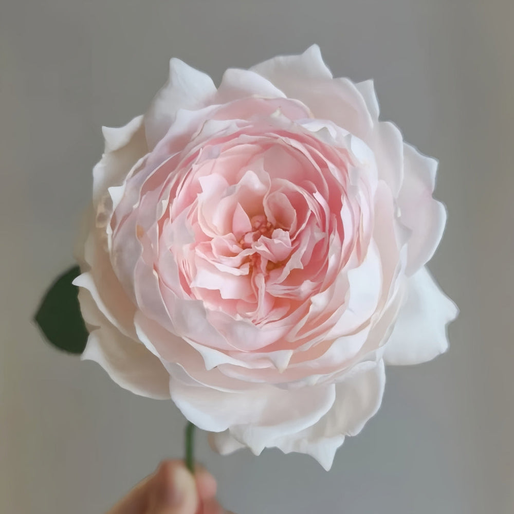 Cherry Antique Rose