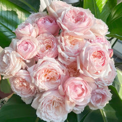 Cherry Antique Rose
