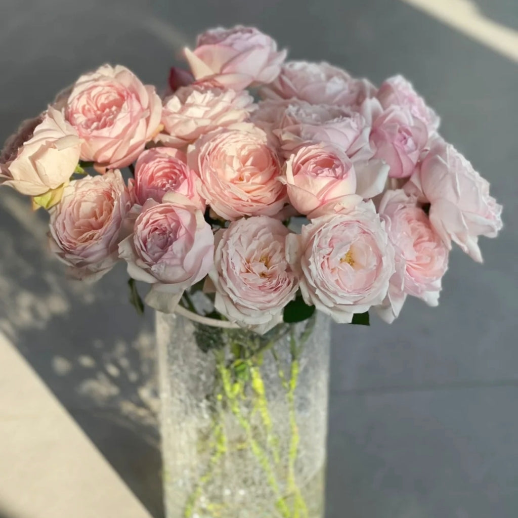 Cherry Antique Rose