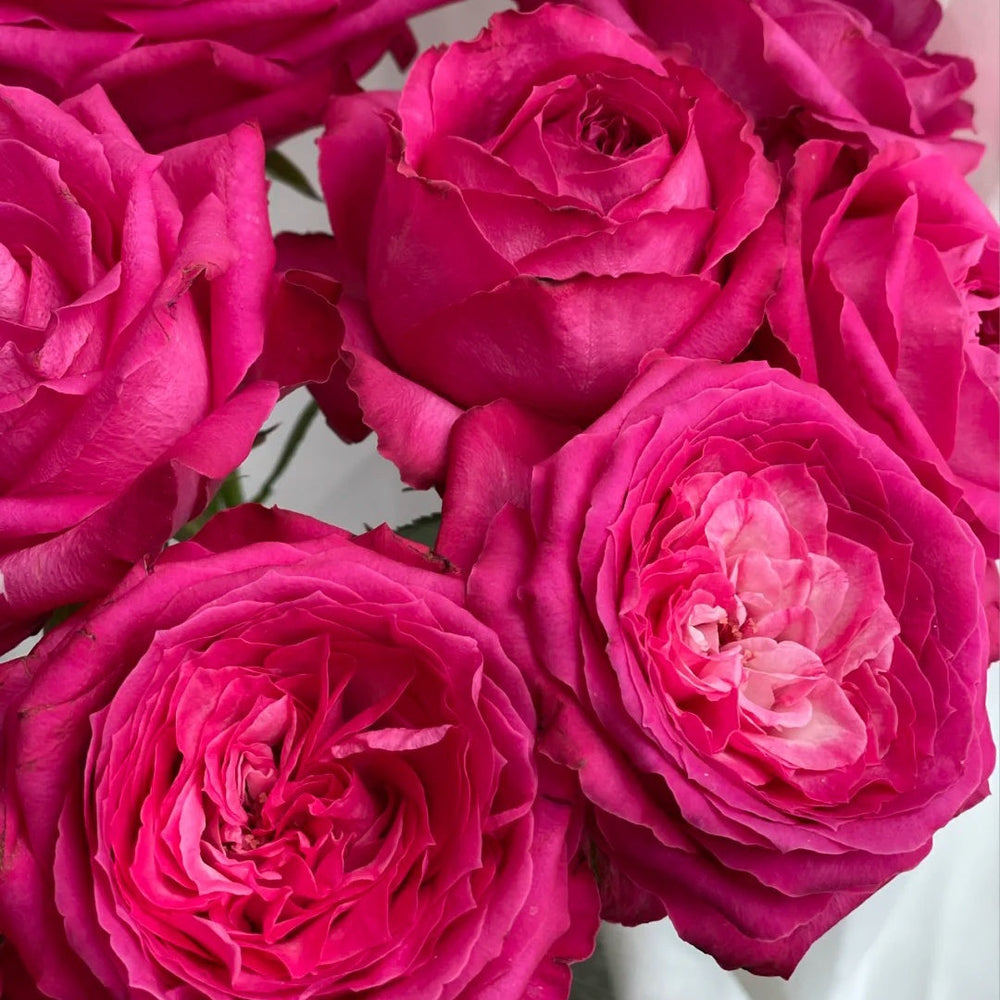 Cherry Avalanche Rose