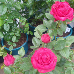Cherry Lane Rose