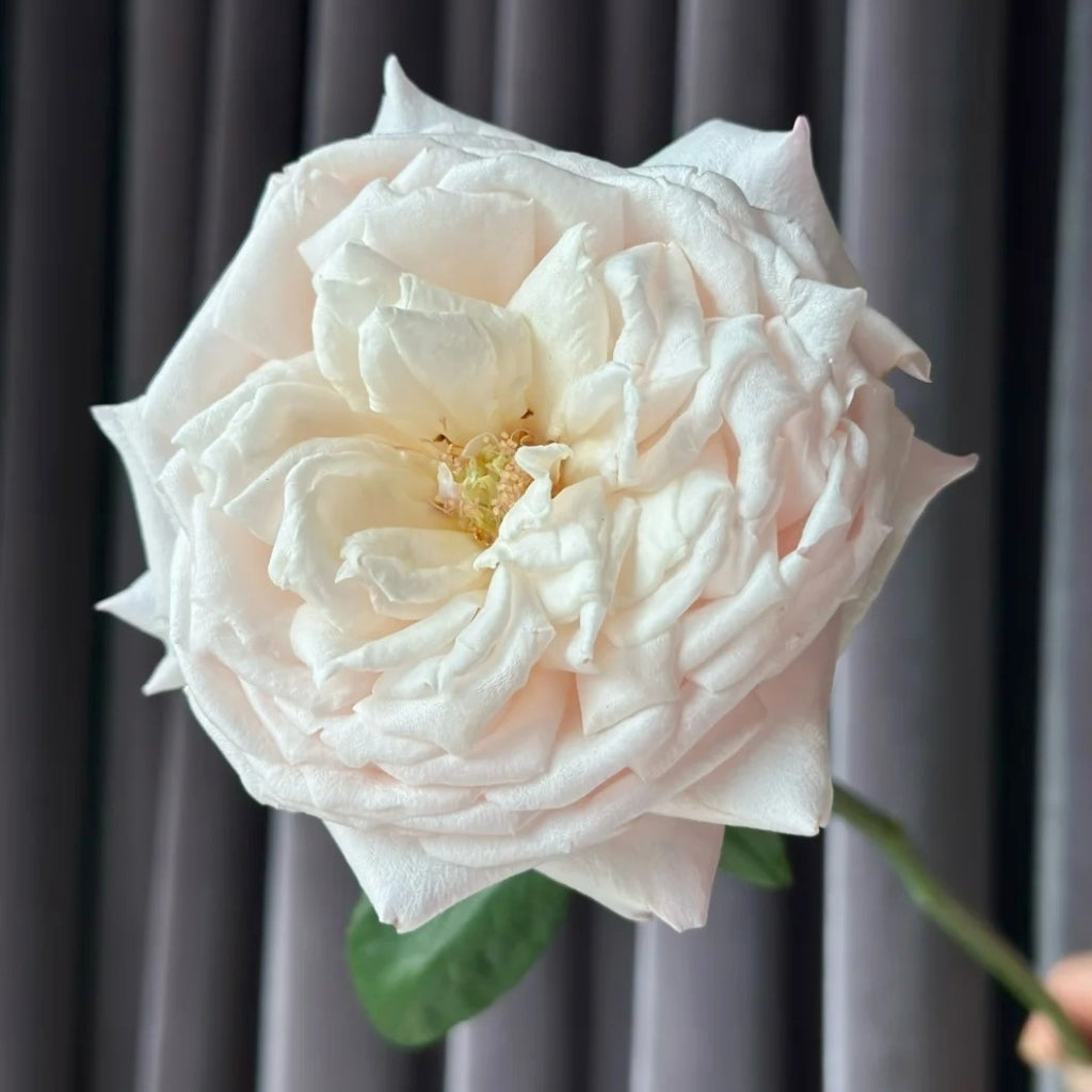 Cherry Lips Rose
