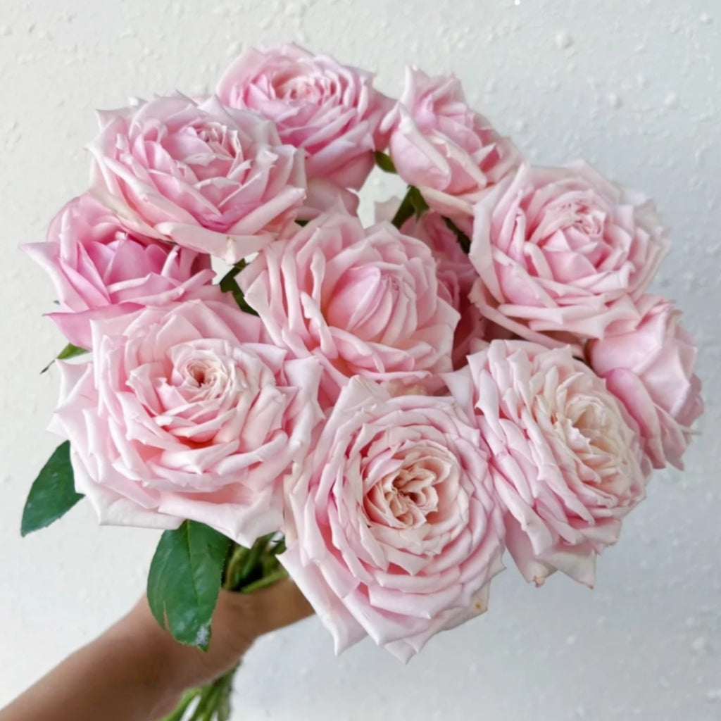 Cherry Lips Rose
