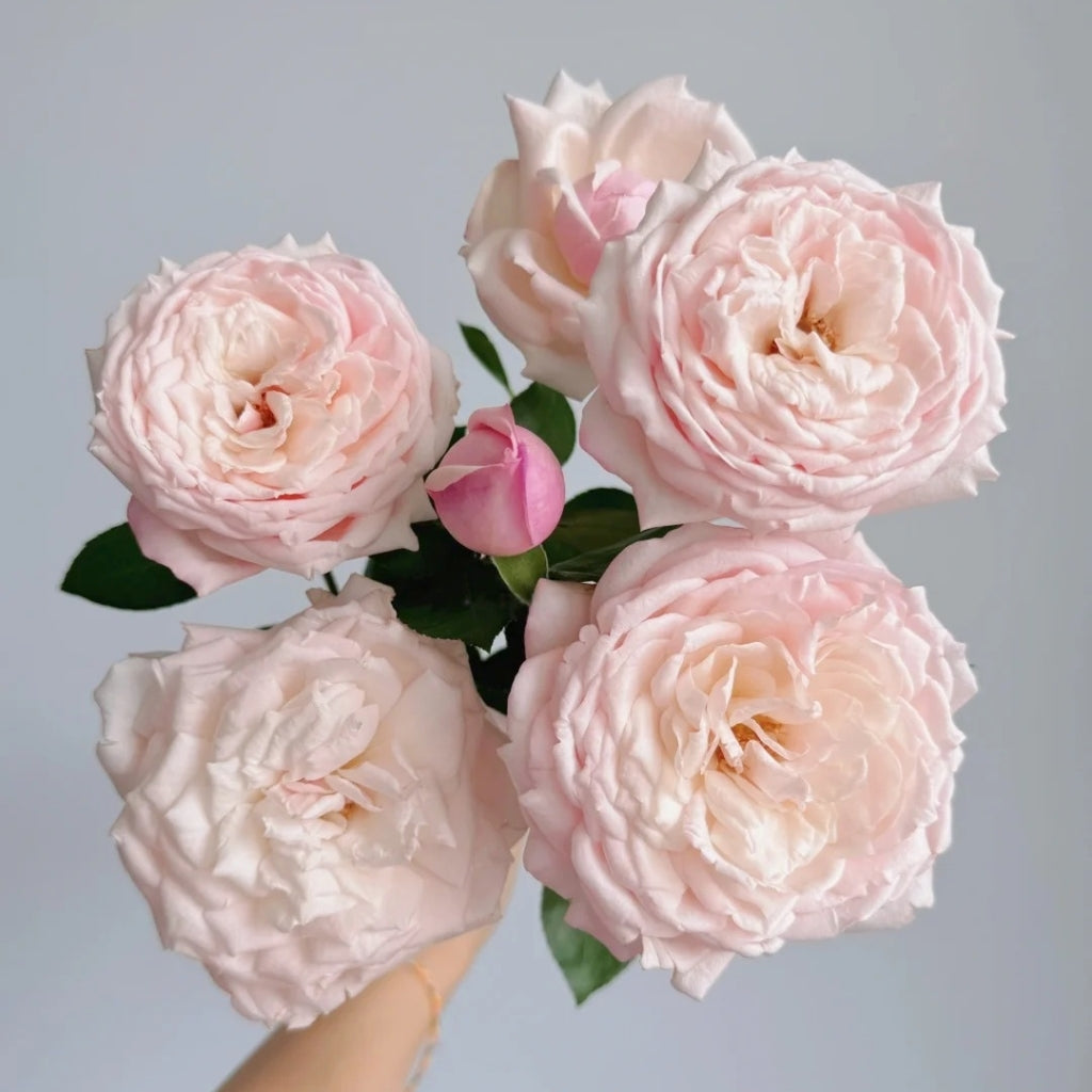 Cherry Lips Rose