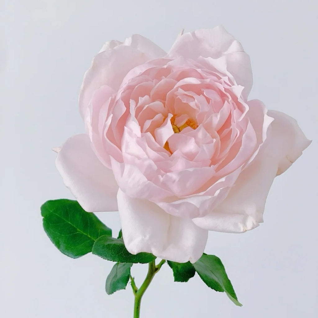 Cherry Lips Rose