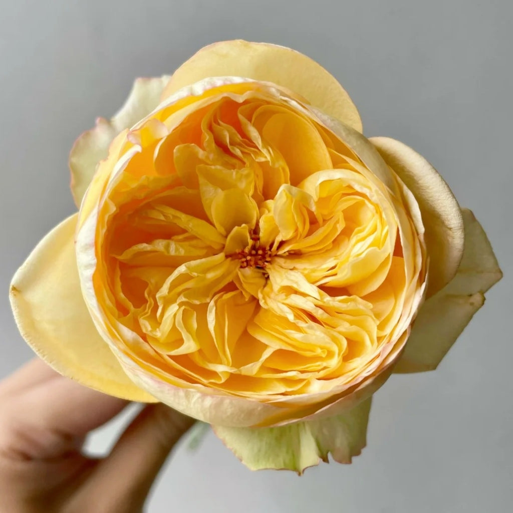 Chestnut Su Rose