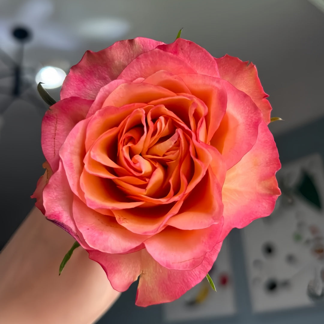 Chili Love Rose