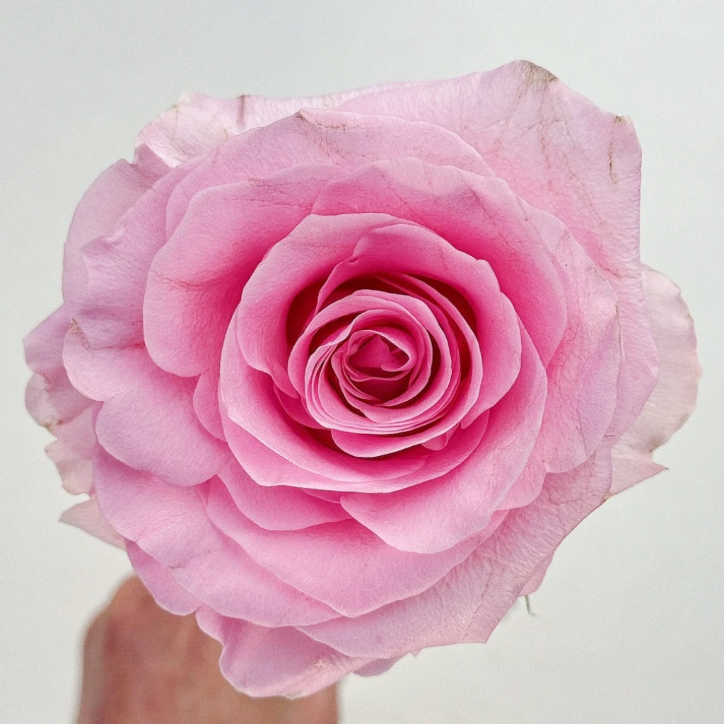 Christa Rose