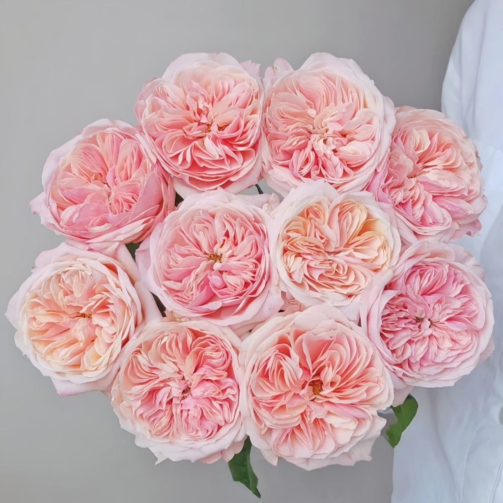 Chunye Worries Rose