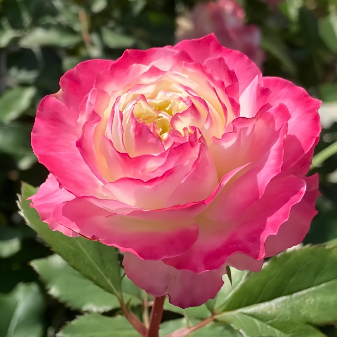Chuzhuang Rose
