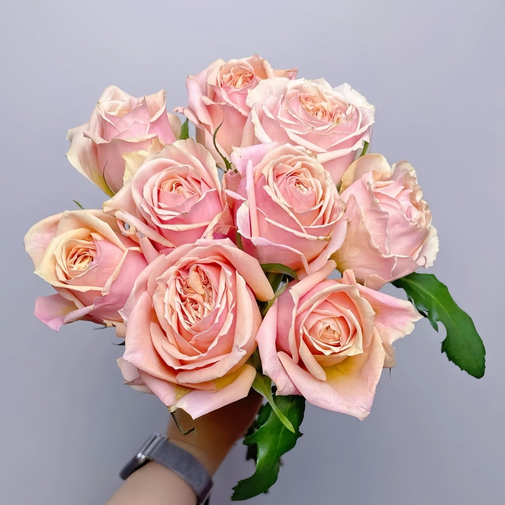 Cinderella Rose