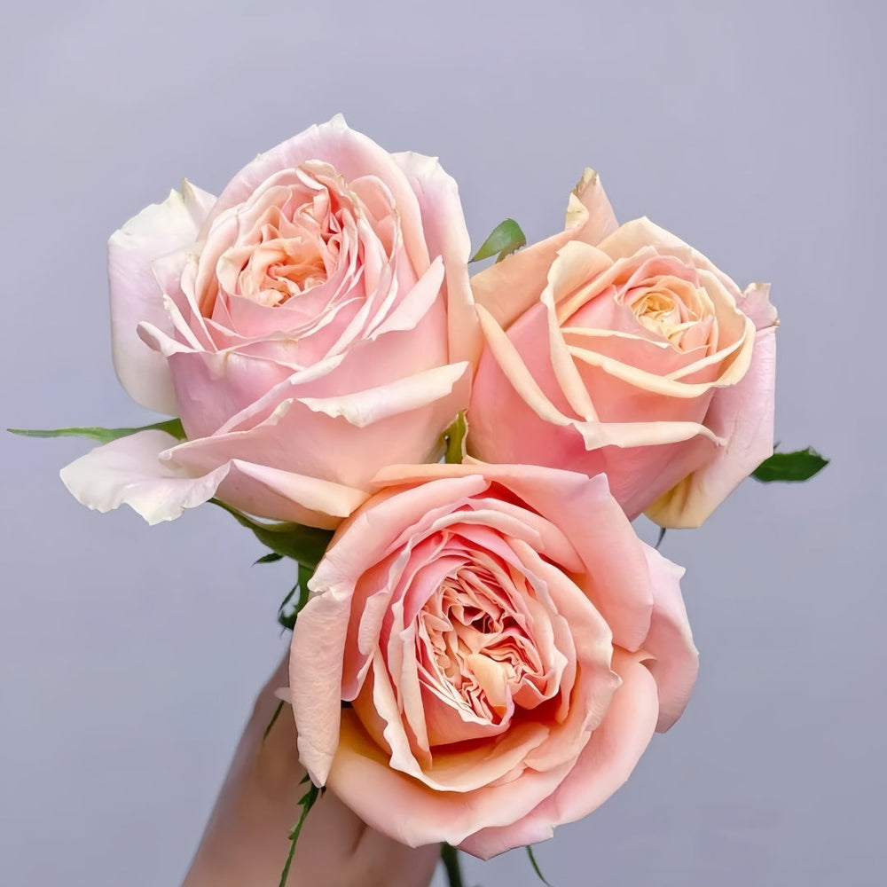 Cinderella Rose