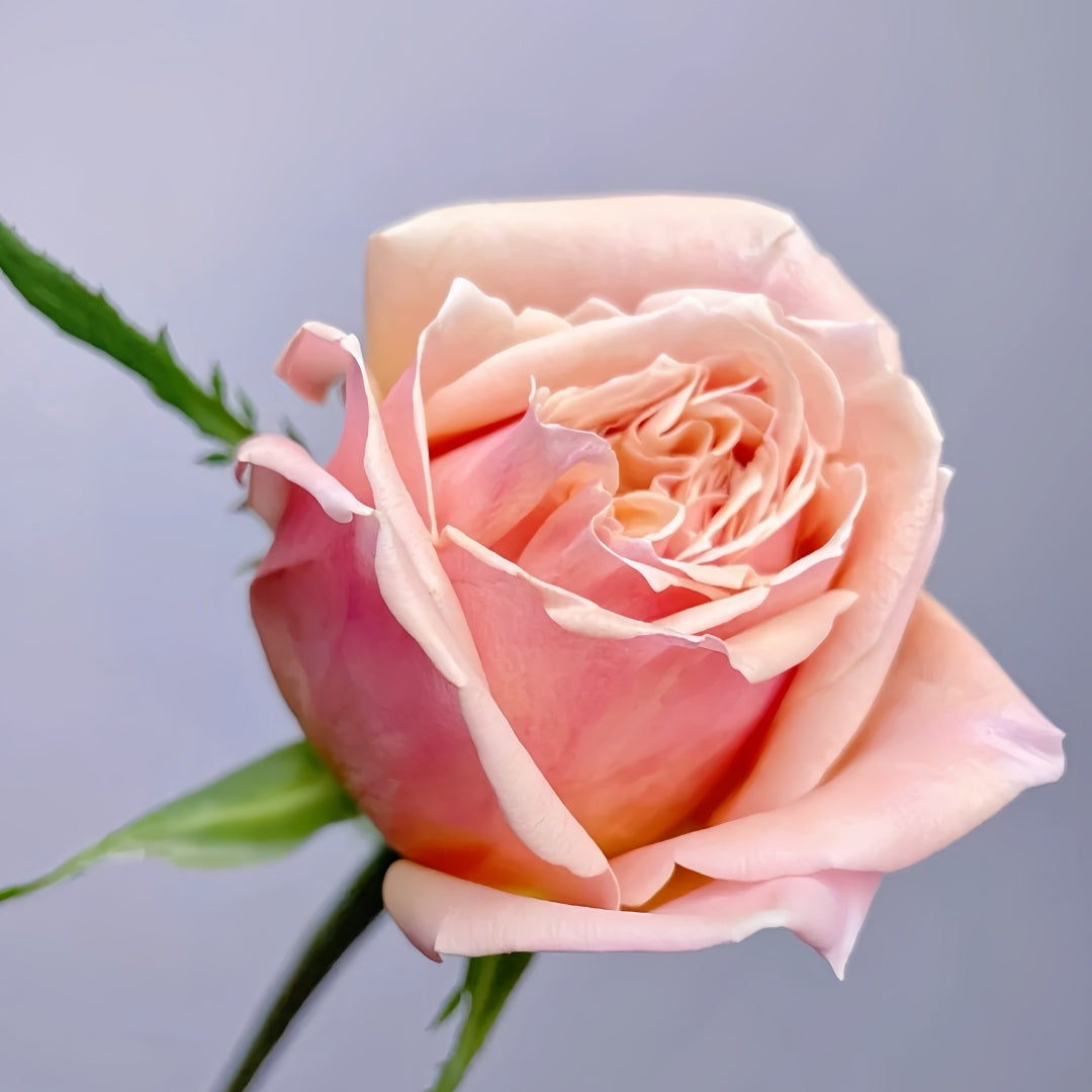 Cinderella Rose