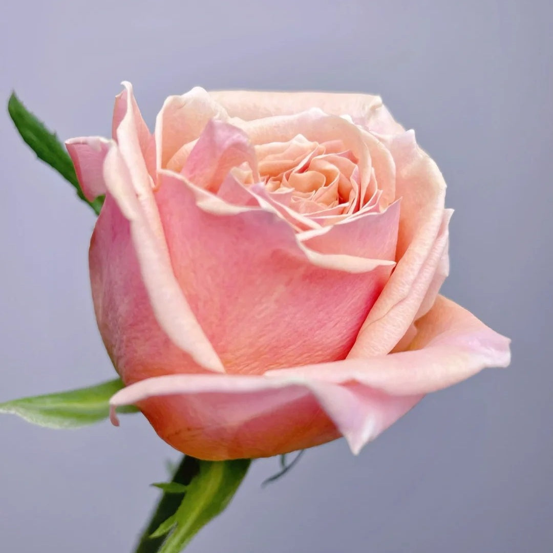 Cinderella Rose