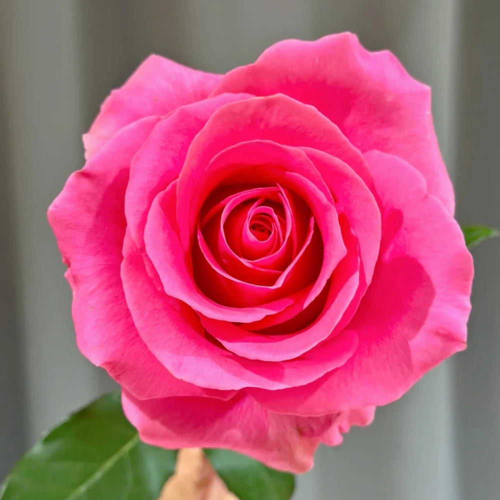 Claire Rose