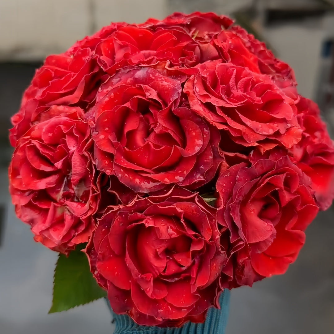Cola Rose