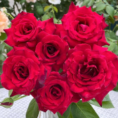 Colline Rouge Rose