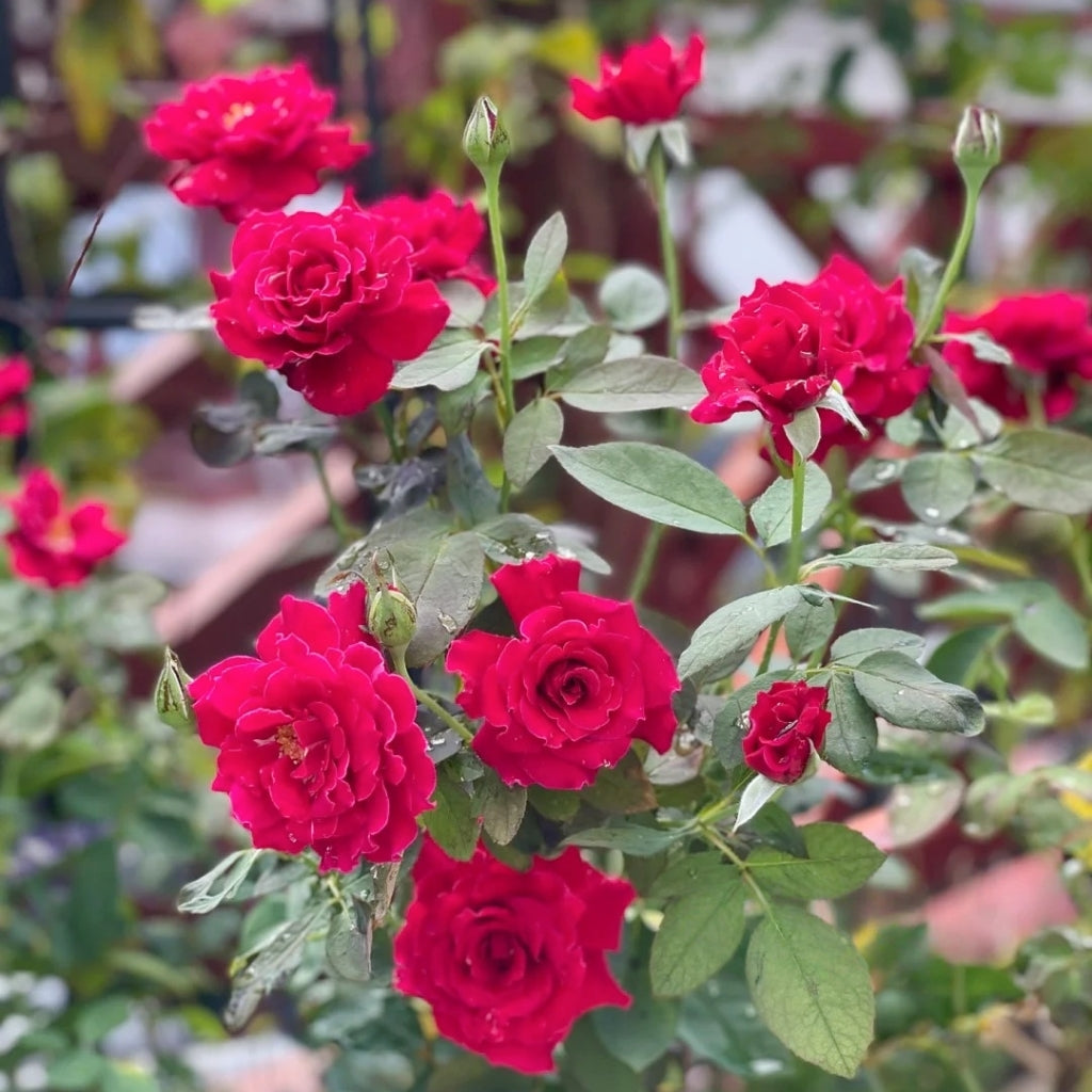 Colline Rouge Rose