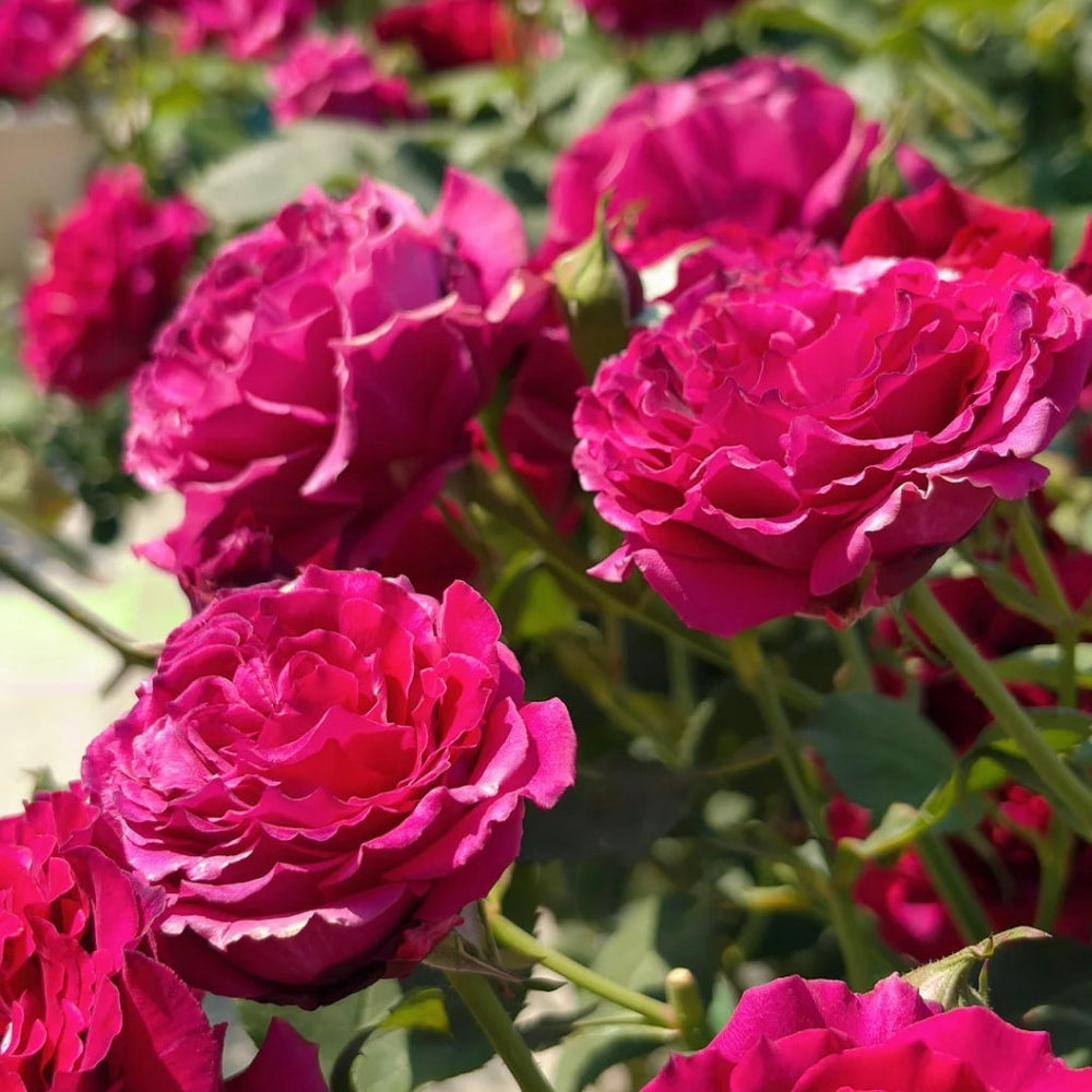 Colline Rouge Rose