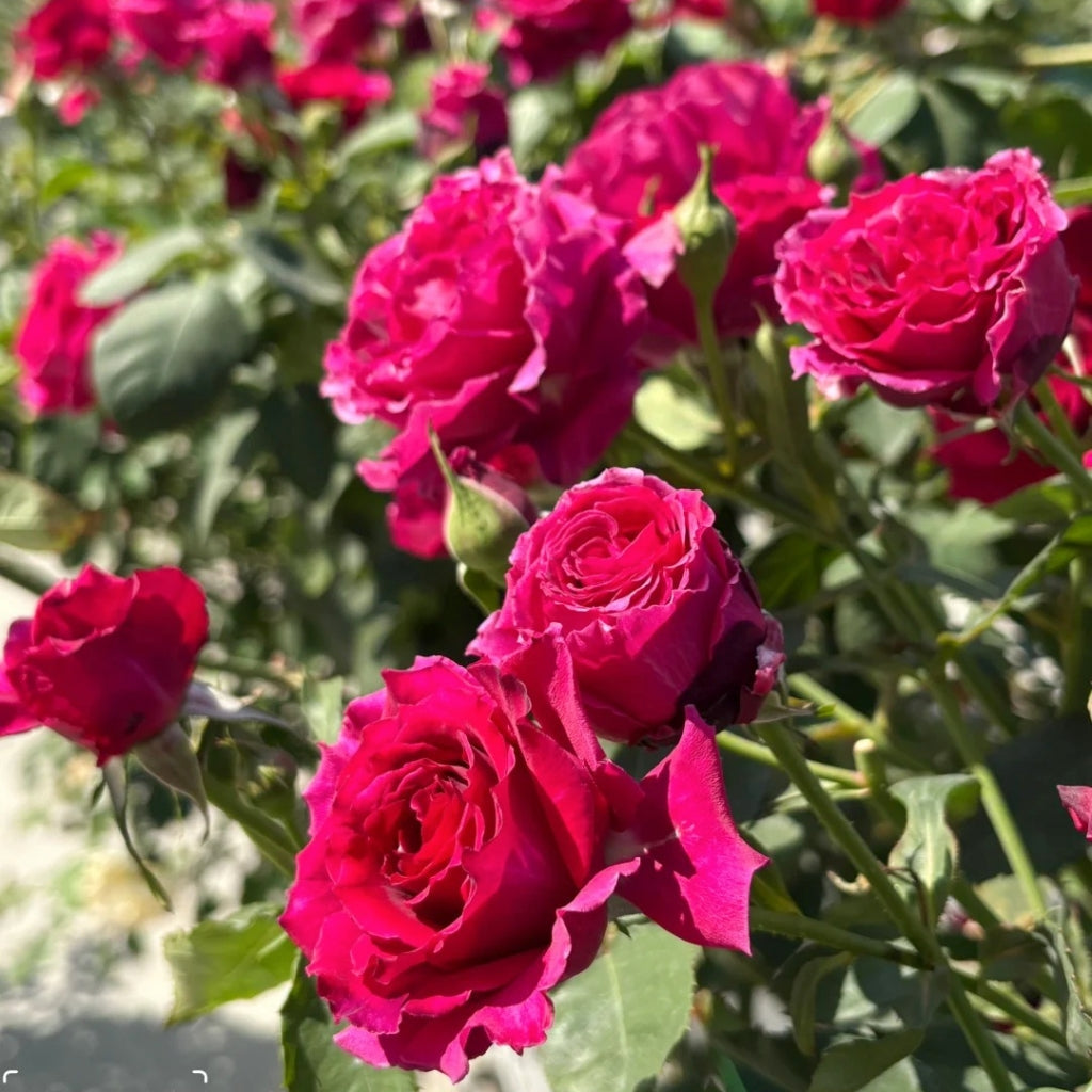 Colline Rouge Rose