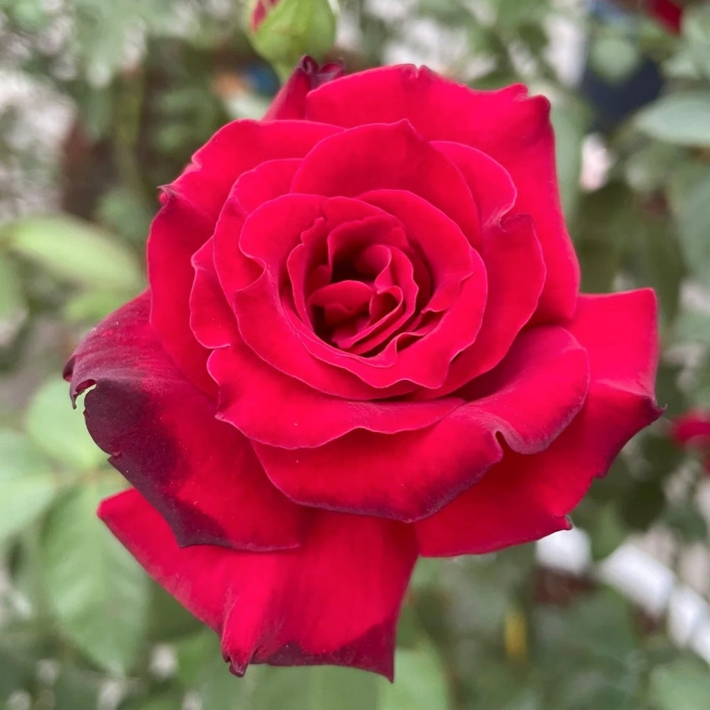 Colline Rouge Rose
