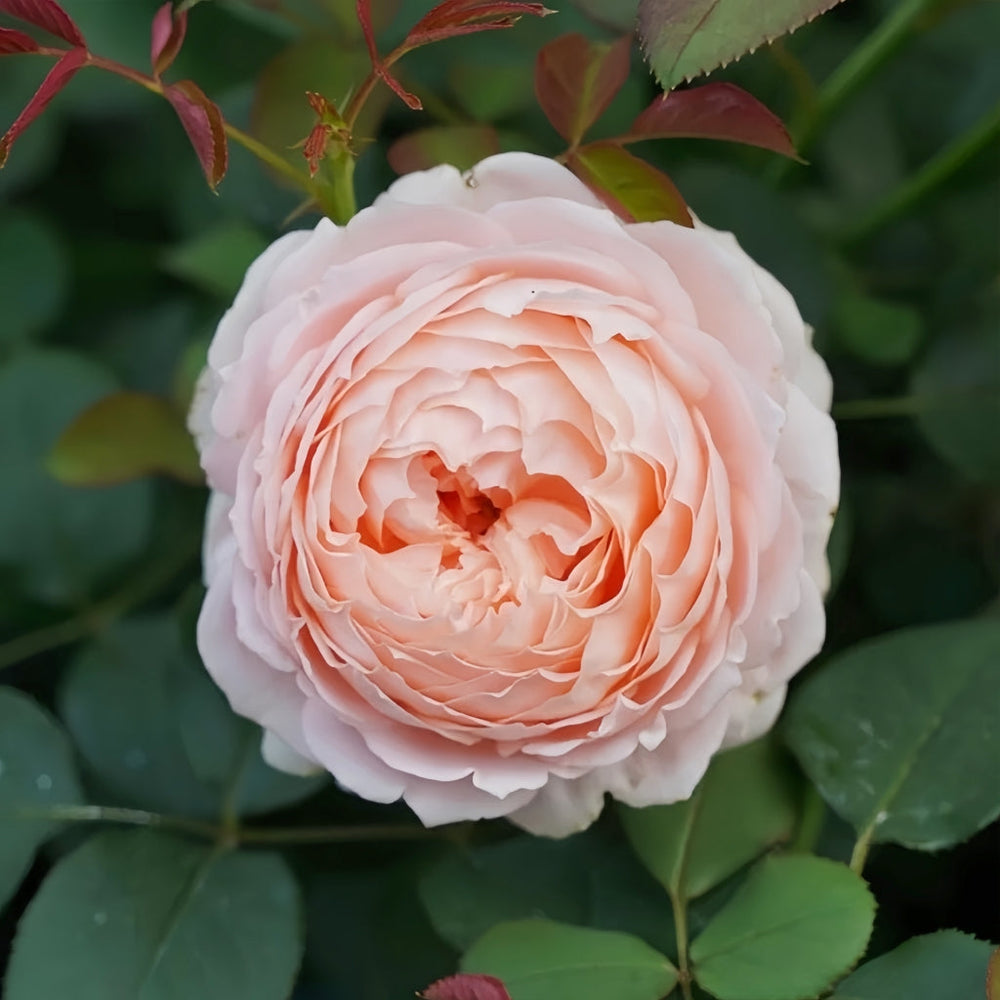 Confiture Rose