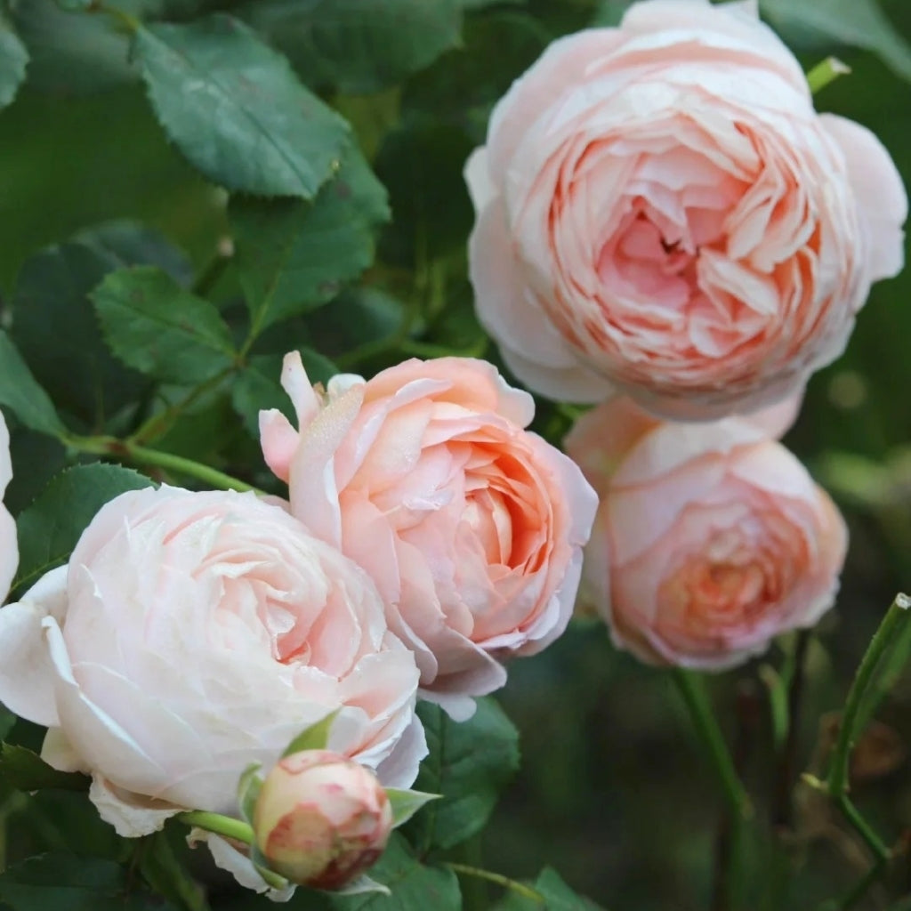 Confiture Rose
