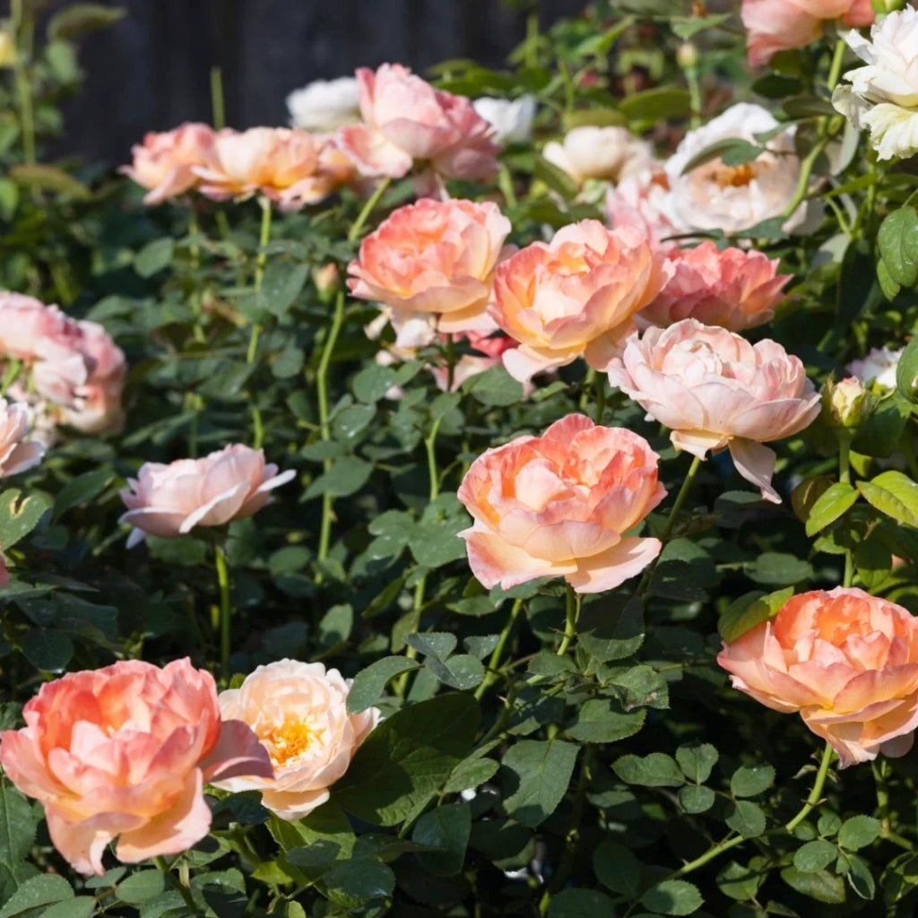 Confiture Rose