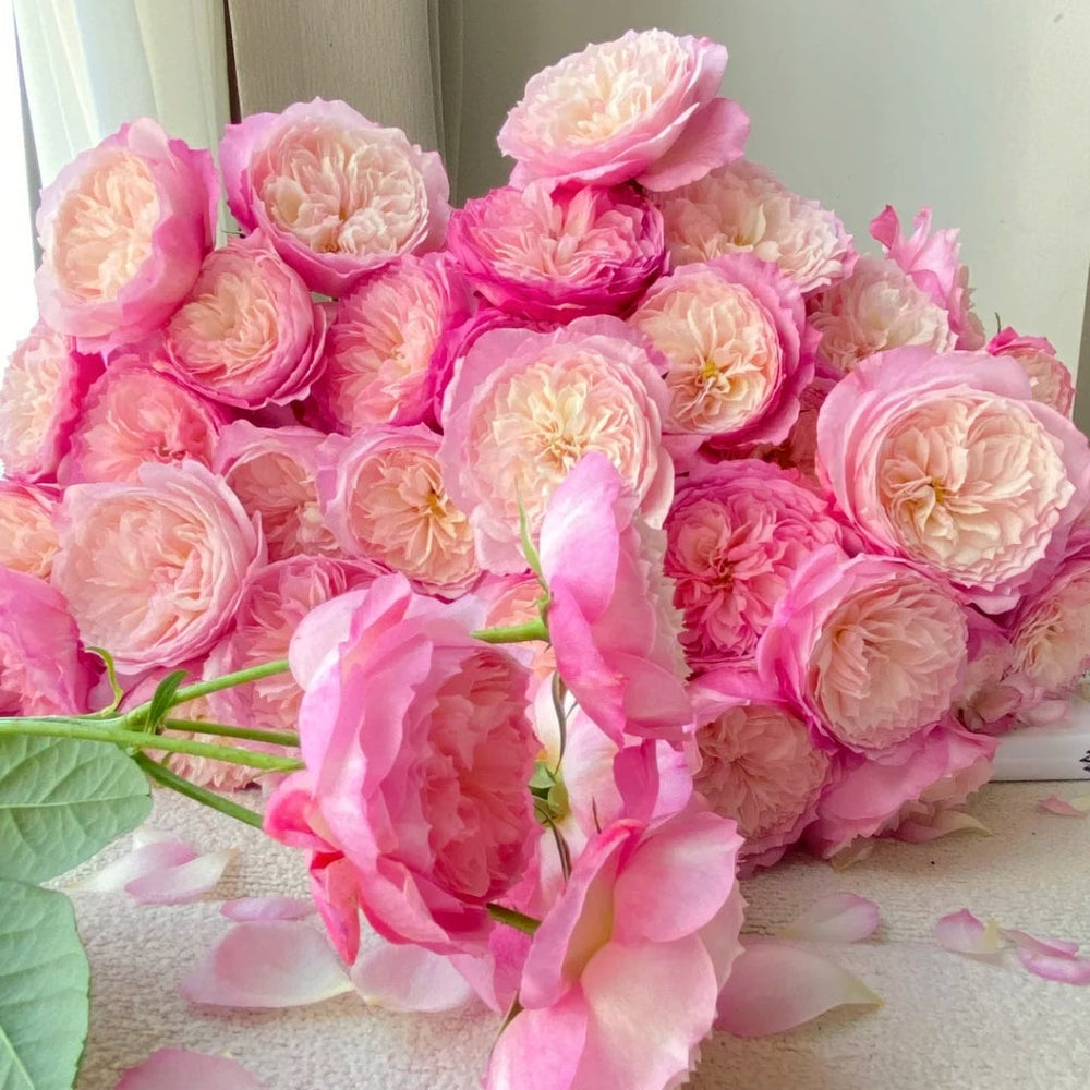 Constance Rose