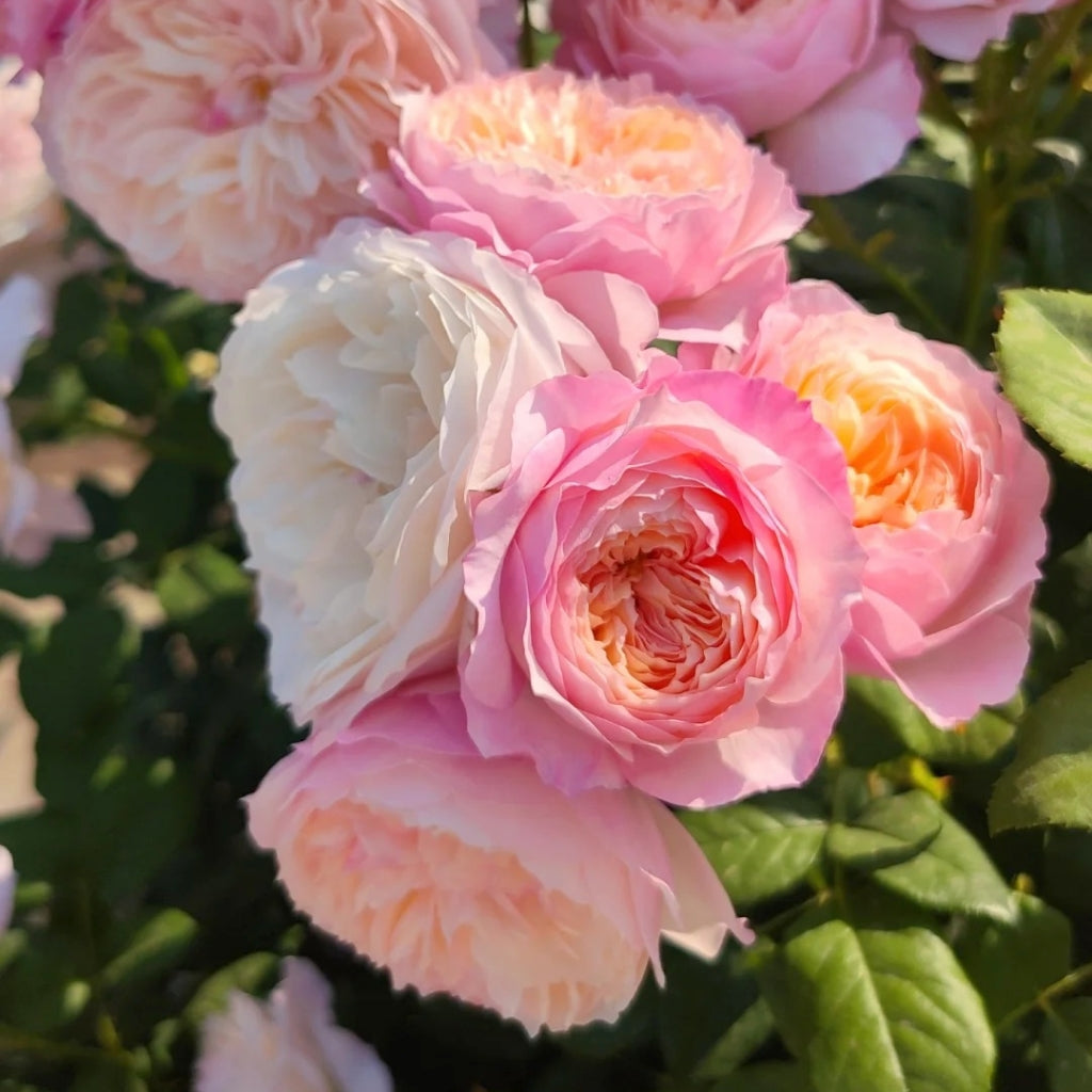 Constance Rose
