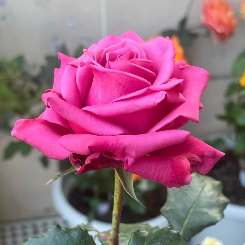 Cool Blue Rose