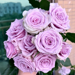 Cool Water Rose