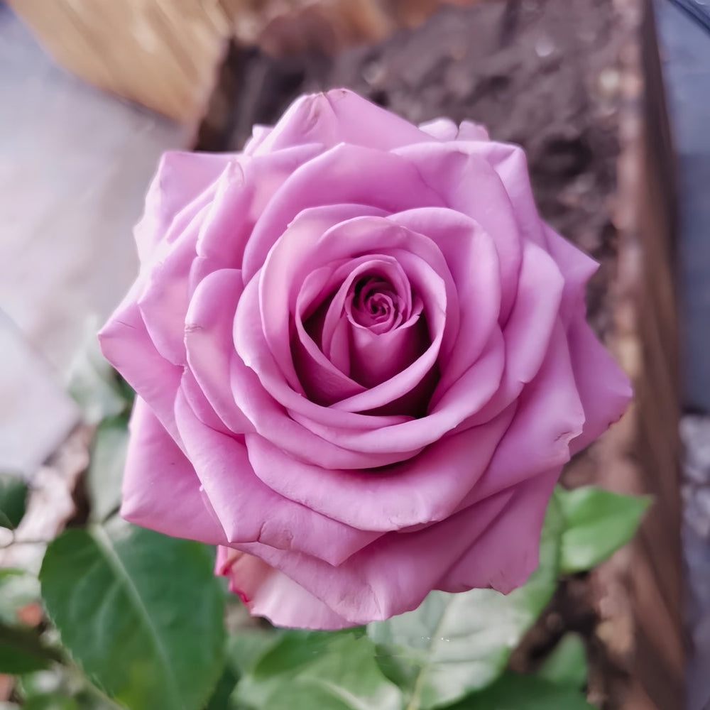 Cool Water Rose