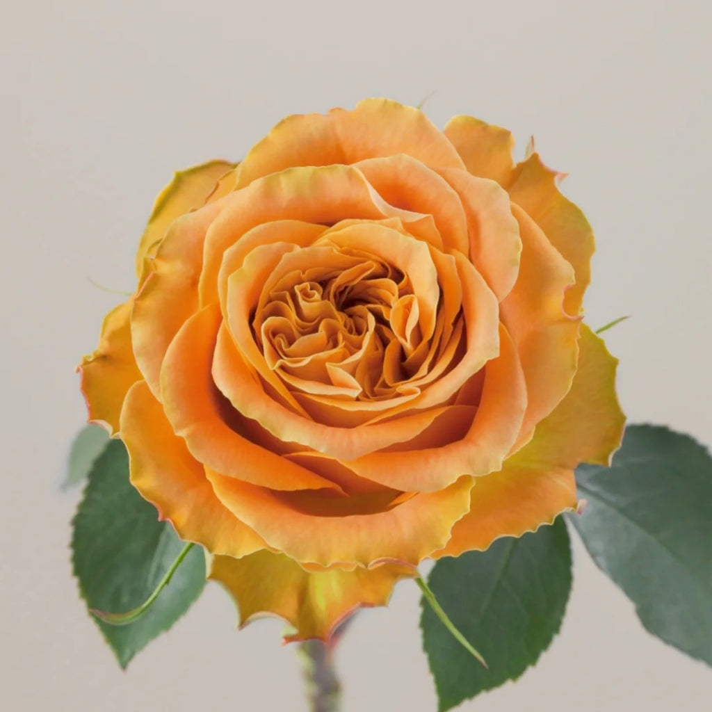 Copper Kiss Rose